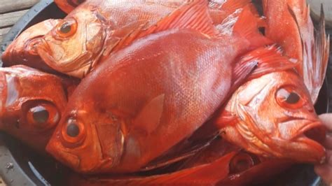 tingin fish|Philippine Sea .